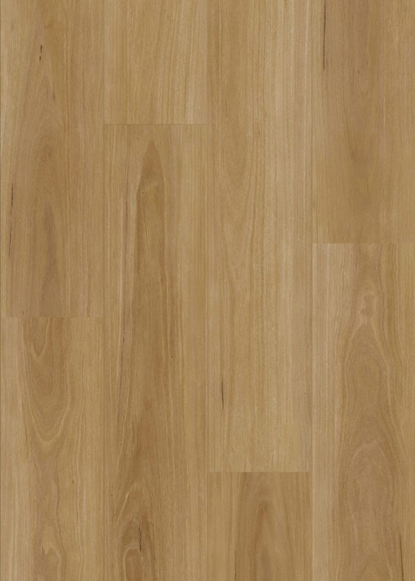 7005 Classic Blackbutt