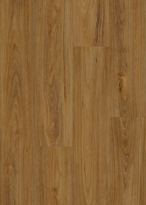 7005 QLD Spotted Gum